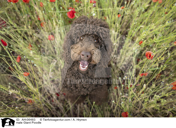male Giant Poodle / AH-06483