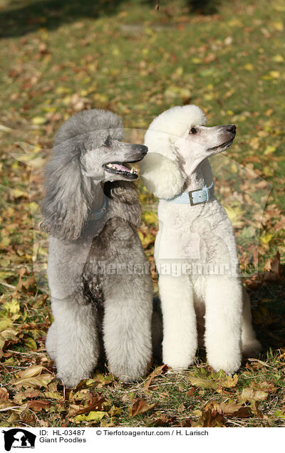 Giant Poodles / HL-03487