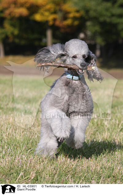 Giant Poodle / HL-03901