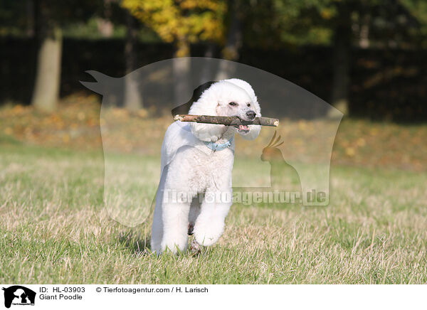 Giant Poodle / HL-03903