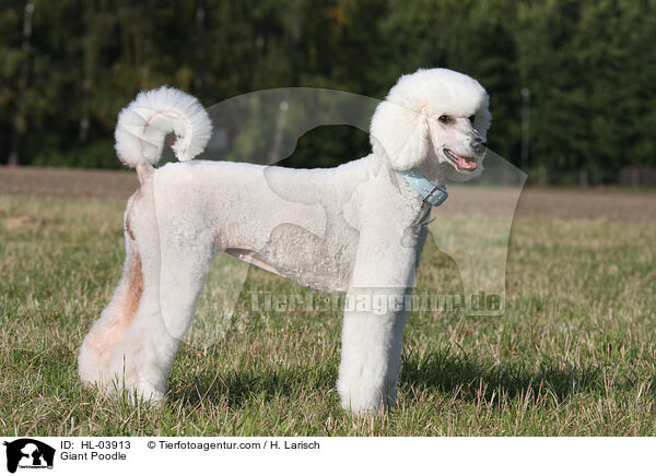 Gropudel / Giant Poodle / HL-03913