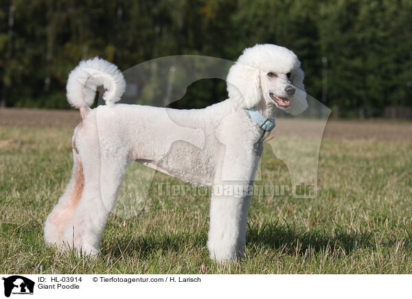 Giant Poodle / HL-03914