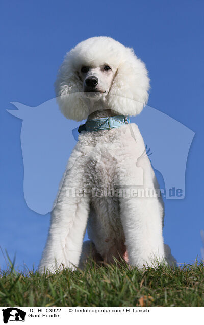 Gropudel / Giant Poodle / HL-03922