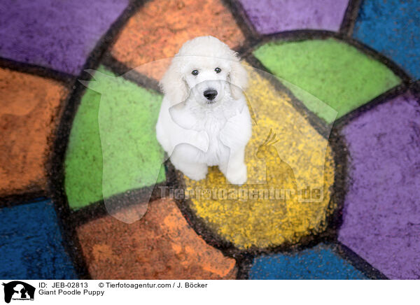 GropudelWelpe / Giant Poodle Puppy / JEB-02813