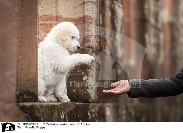 Giant Poodle Puppy / JEB-02818