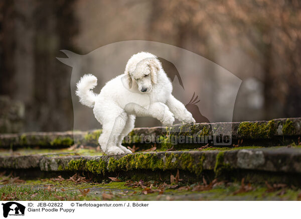 Giant Poodle Puppy / JEB-02822