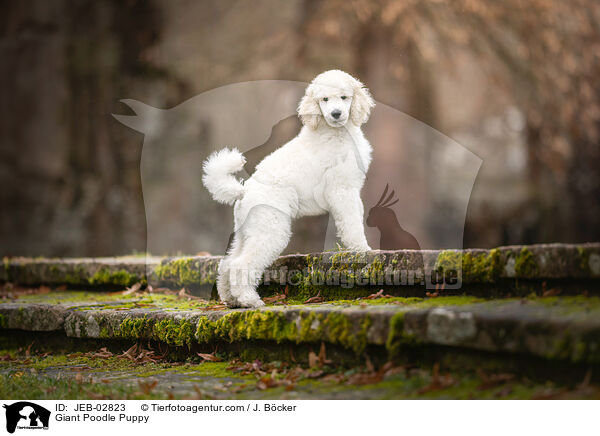 Giant Poodle Puppy / JEB-02823