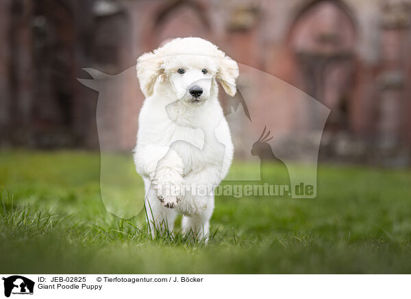 Giant Poodle Puppy / JEB-02825