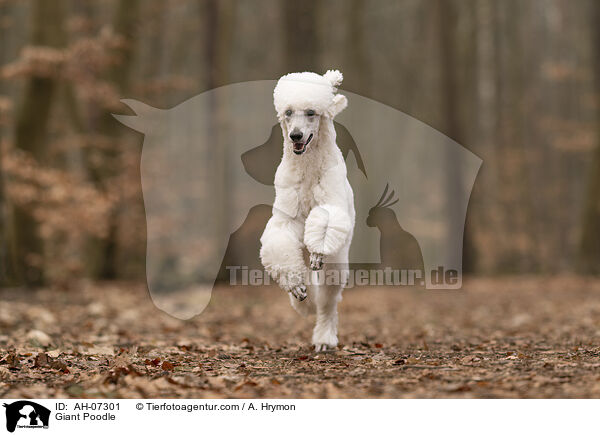 Gropudel / Giant Poodle / AH-07301
