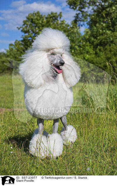 Gropudel / Giant Poodle / SST-23977