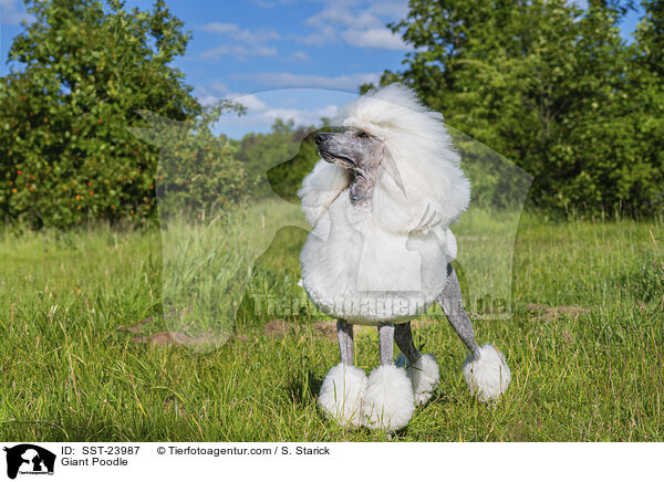 Giant Poodle / SST-23987