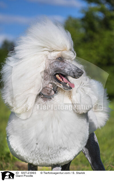 Giant Poodle / SST-23993