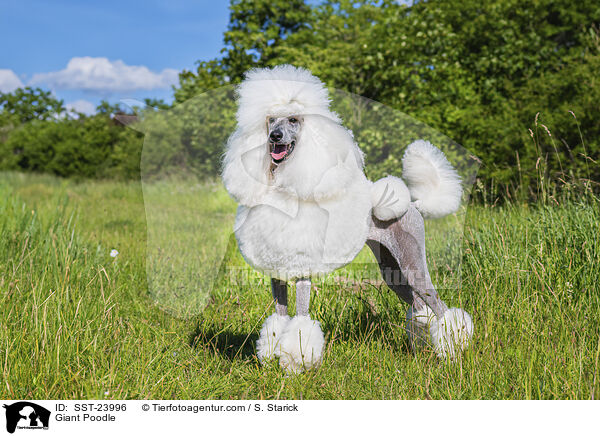 Gropudel / Giant Poodle / SST-23996