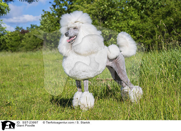 Gropudel / Giant Poodle / SST-23997