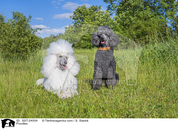 Pudel / Poodles / SST-24004
