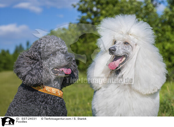 Pudel / Poodles / SST-24031