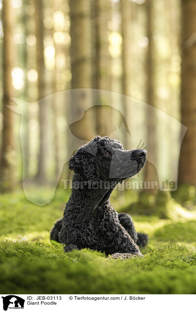 Gropudel / Giant Poodle / JEB-03113