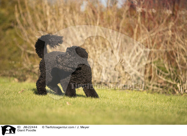 Gropudel / Giant Poodle / JM-22444