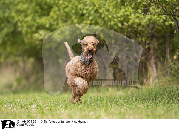 Gropudel / Giant Poodle / AH-07765