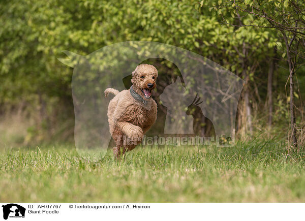 Giant Poodle / AH-07767