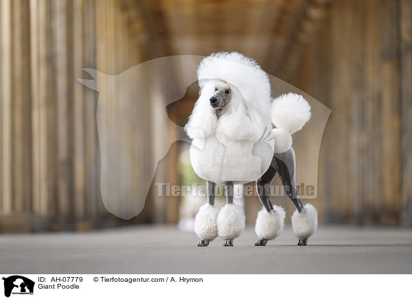 Giant Poodle / AH-07779