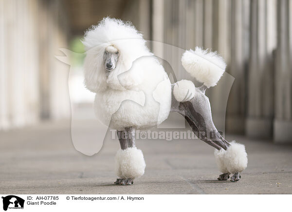 Gropudel / Giant Poodle / AH-07785
