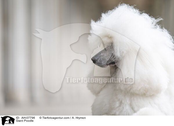 Giant Poodle / AH-07796
