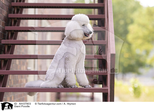 Gropudel / Giant Poodle / AH-07803