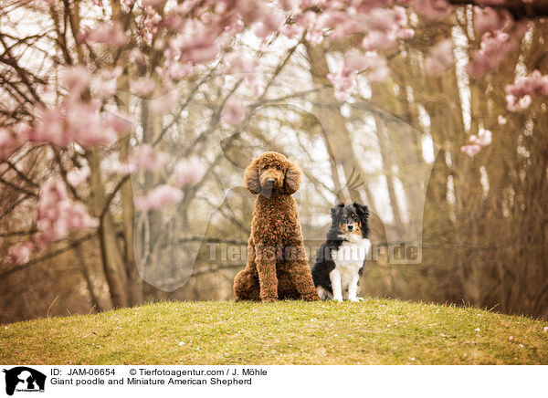 Gropudel und Miniature American Shepherd / Giant poodle and Miniature American Shepherd / JAM-06654
