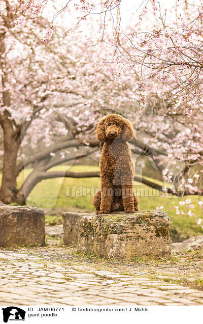 Gropudel / giant poodle / JAM-06771