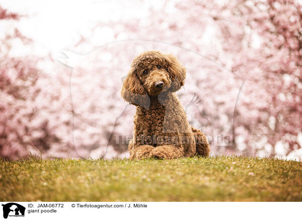 Gropudel / giant poodle / JAM-06772