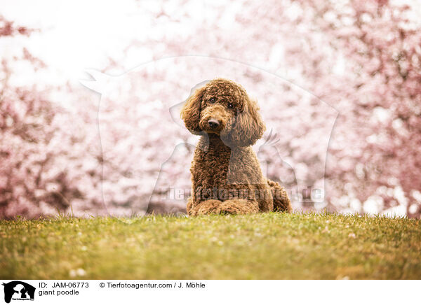 Gropudel / giant poodle / JAM-06773