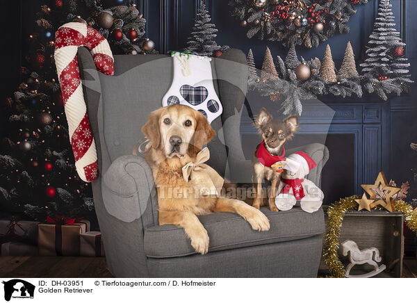 Golden Retriever / Golden Retriever / DH-03951