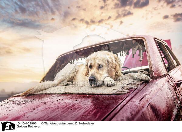 Golden Retriever / Golden Retriever / DH-03960