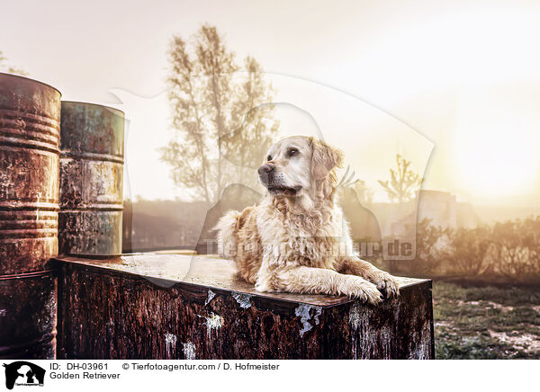 Golden Retriever / Golden Retriever / DH-03961