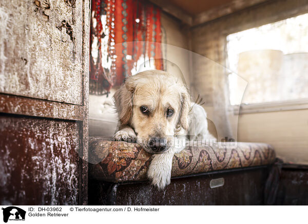 Golden Retriever / Golden Retriever / DH-03962