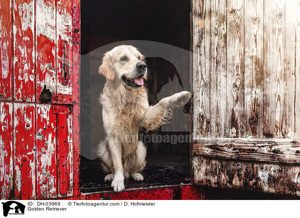 Golden Retriever / Golden Retriever / DH-03969