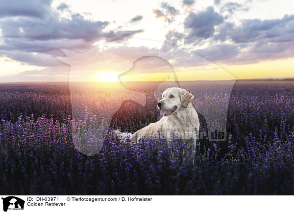 Golden Retriever / Golden Retriever / DH-03971