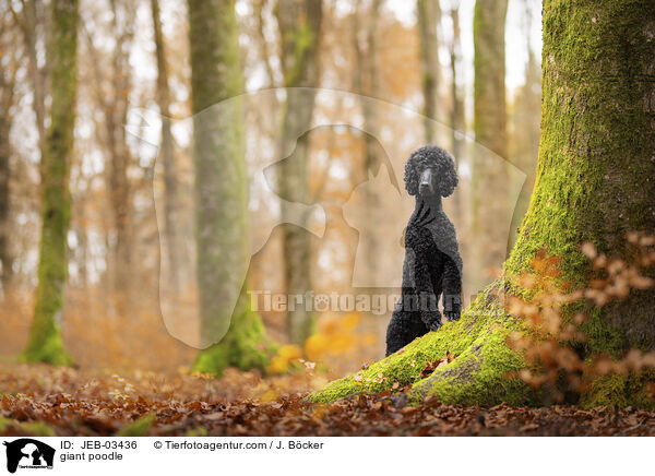 Gro�pudel / giant poodle / JEB-03436