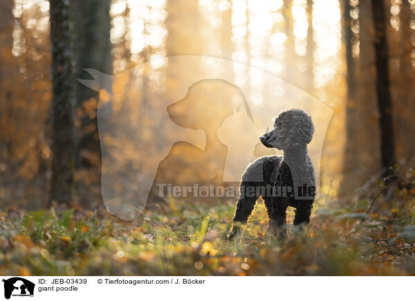 Gro�pudel / giant poodle / JEB-03439