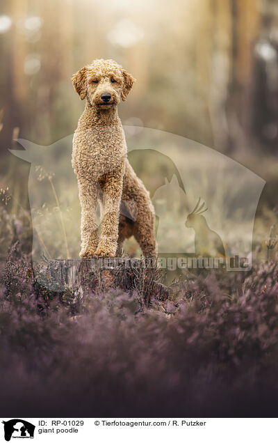Gro�pudel / giant poodle / RP-01029