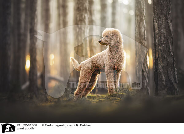 Gro�pudel / giant poodle / RP-01360