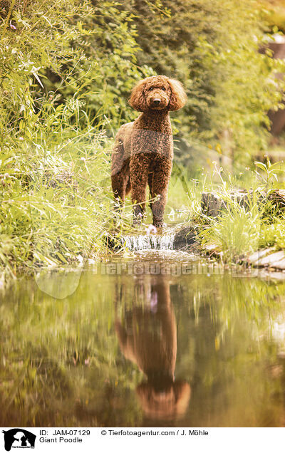 Gro�pudel / Giant Poodle / JAM-07129