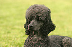 Poodle Portrait