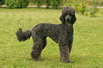 standing Poodle