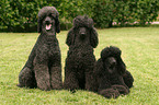 Poodles