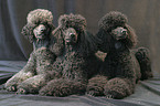 lying poodles