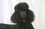 Poodle Portrait