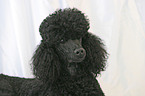 Poodle Portrait