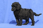 standing poodle puppy